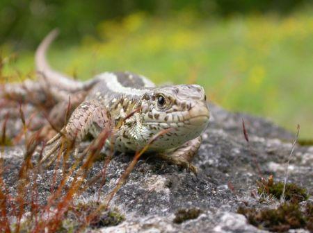 --- Le lezard agile ---